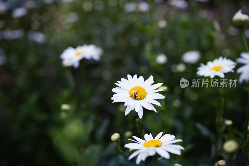 乡村生活:一朵雏菊(Leucanthemum Leucanthemum Vulgare)上面有一只蜜蜂